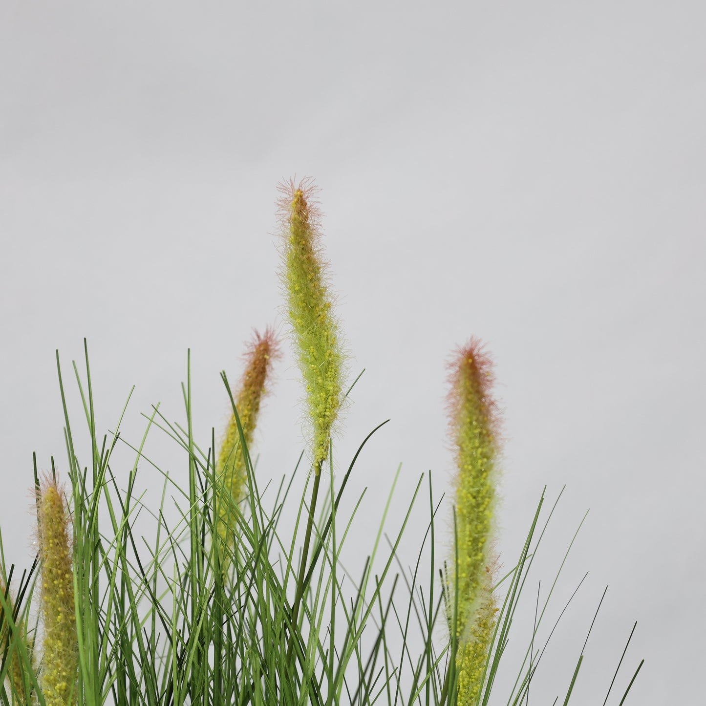 Künstliches Dekogras 70 cm Fuchsschwanzgras Kunstgras Kunstpflanze Schilf im Topf