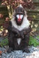Gartenfigur Mandrill Dekofigur 43 cm Affe Tierfigur wie echt