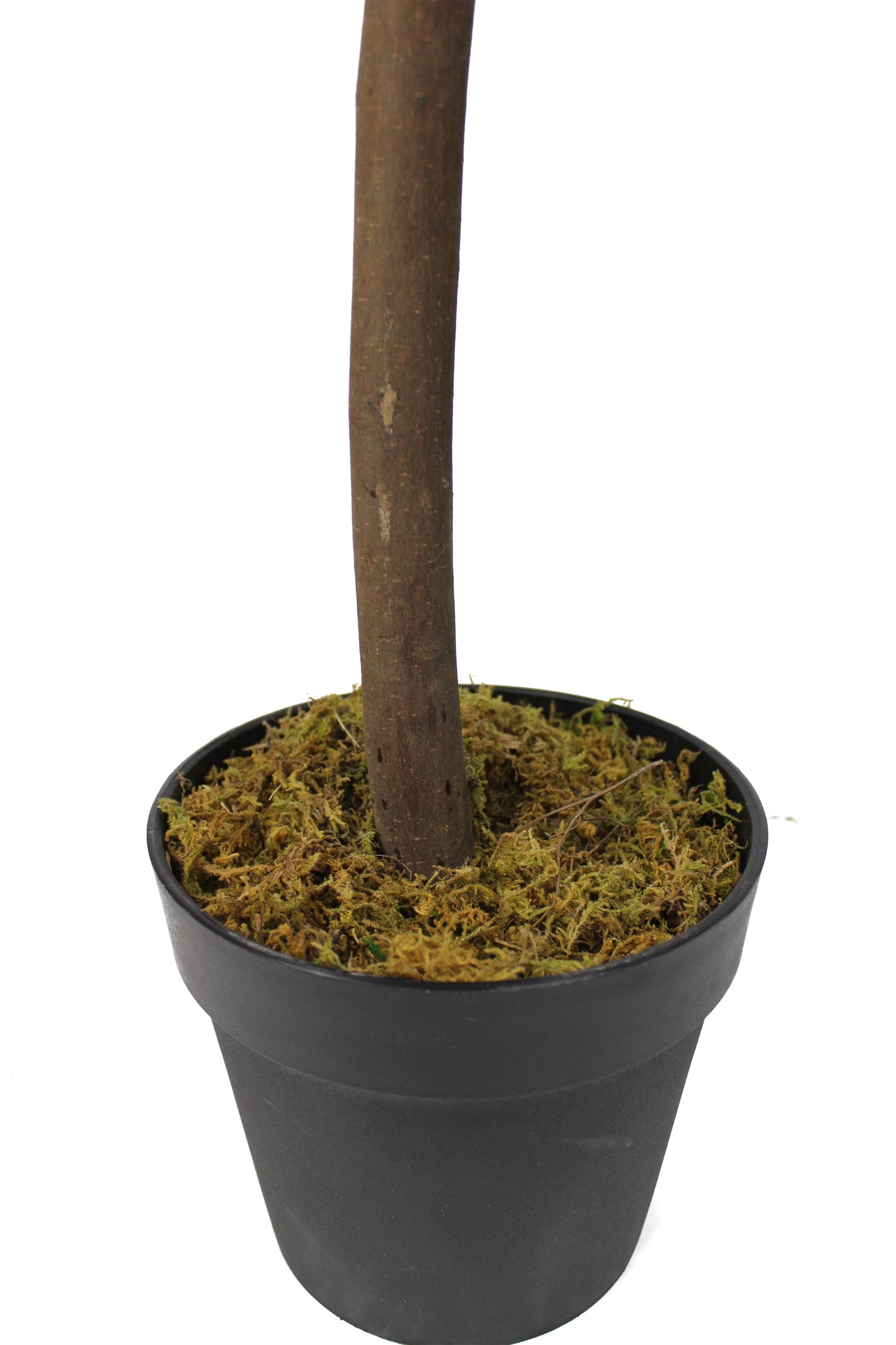 Großer künstlicher Olivenbaum Premium 185 cm Echtholzstamm Kunstpflanze