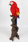 Gartenfigur Ara Papagei 66cm Tierfigur lebensecht