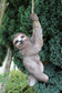 Gartenfigur Faultier zum Aufhängen Gartendekoration Tierfigur