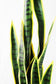 Künstliche Grüne Sansevieria Trifasciata 95 cm Kunstpflanze