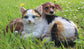 Tierfigur Hund und Katze Gartenfigur 34cm