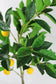 Künstlicher Zitronenbaum 80 cm Kunstbaum Künstliche Pflanze